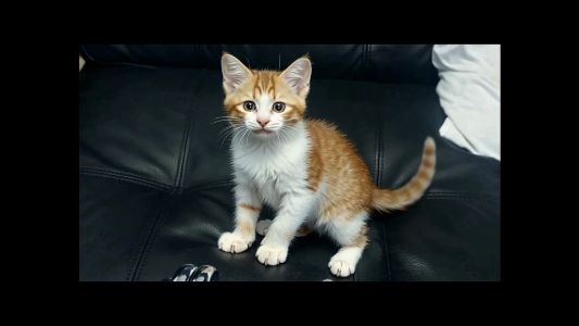 Kitten Play Video
